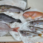 平戸市の地魚Aセット(1月)の中身