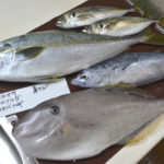1月下旬の旬のお魚は、ヒラマサ、ヒラソウダ、ウスバハギ、真アジ